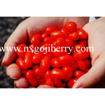 Berry Goji seco / Wolfberry / Medlar / Lycium Barbarum